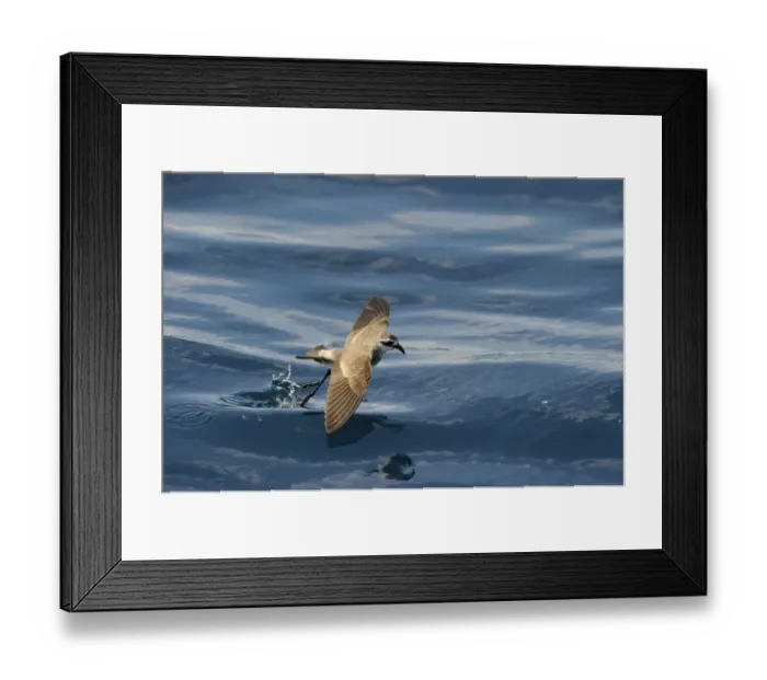 Framed Print : White-faced Storm (Frigate) Petrel feeding over ocean off North Island New Zealand Framed Print : White-faced Storm (Frigate) Petrel feeding over ocean off North Island New Zealand