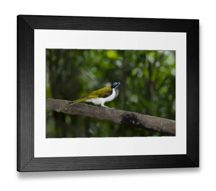 Framed Print : Blue-faced Honeyeater (Entomyzon cyanotis), New Guinea and Australia Framed Print : Blue-faced Honeyeater (Entomyzon cyanotis), New Guinea and Australia