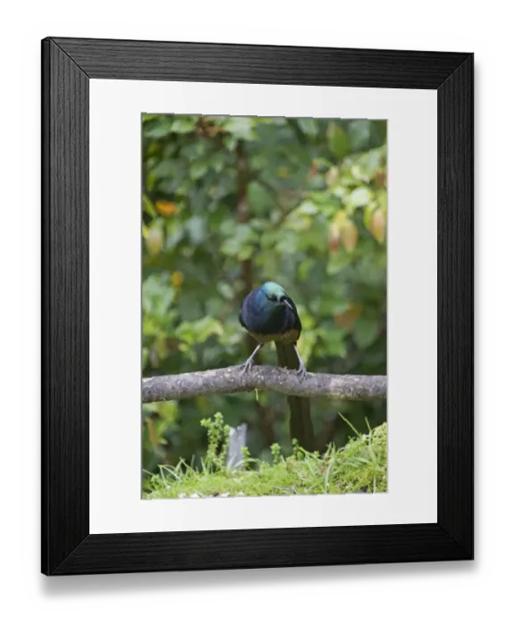 Framed Print : Ribbon-tailed Astrapia Astrapia mayeri female Kumul Lodge Western Highlands Papua