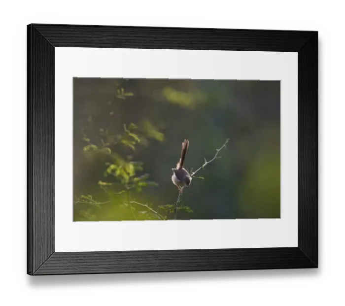 Framed Print : Plain Prinia Prinia inornata Northern India
