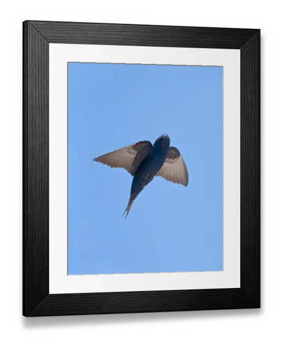 Framed Print : Greater Cormorant Phalocrocorax carbo Kent UK January Framed Print : Greater Cormorant Phalocrocorax carbo Kent UK January