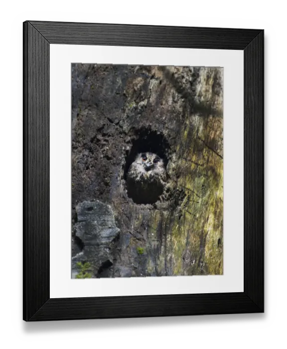 Framed Print : Feline Owlet-Nightjar Aegotheles insignis Tari Southern Highlands Papua New Guinea Framed Print : Feline Owlet-Nightjar Aegotheles insignis Tari Southern Highlands Papua New Guinea