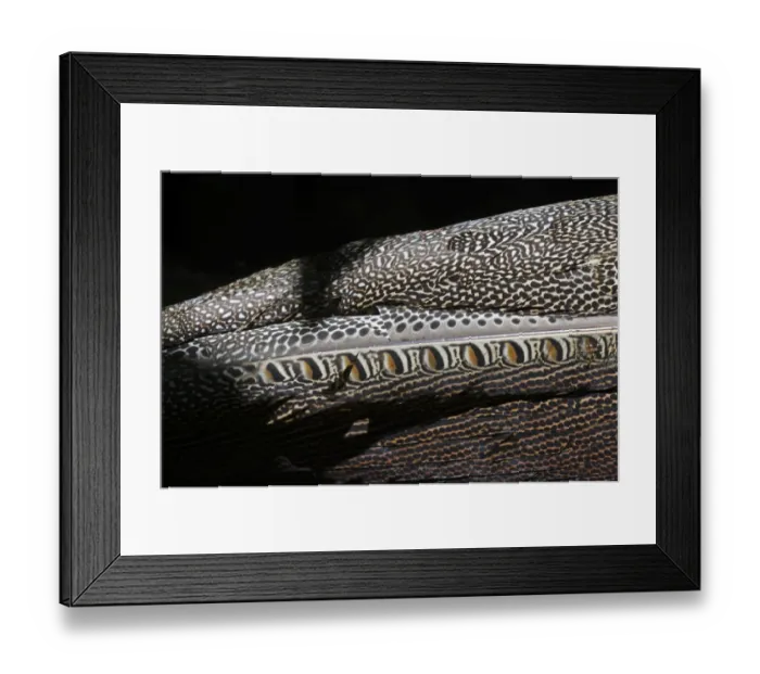 Framed Print : Plumage detail of Great Argus, Argusianus argus Asian Pheasant male Captive Framed Print : Plumage detail of Great Argus, Argusianus argus Asian Pheasant male Captive
