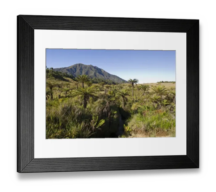 Framed Print : Alpine grassland and Cycads at 9000 ft at Tari Gap in Southern Highlands Papua New Guinea Framed Print : Alpine grassland and Cycads at 9000 ft at Tari Gap in Southern Highlands Papua New Guinea