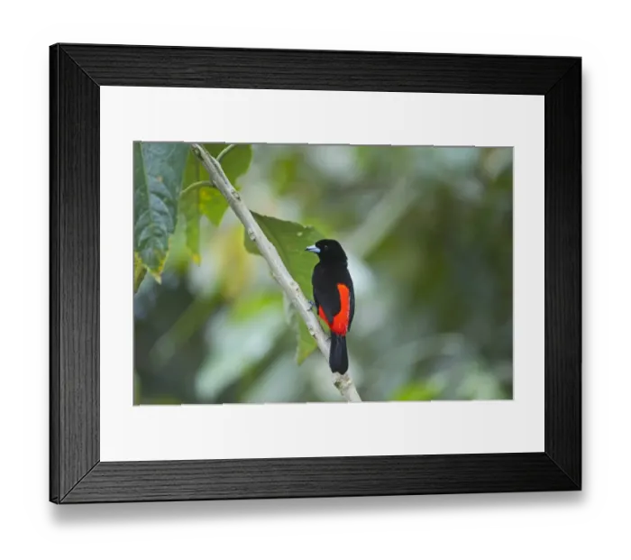 Framed Print : Scarlet-rumped Tanager Ramphocelus passerinii male Costa Rica Framed Print : Scarlet-rumped Tanager Ramphocelus passerinii male Costa Rica