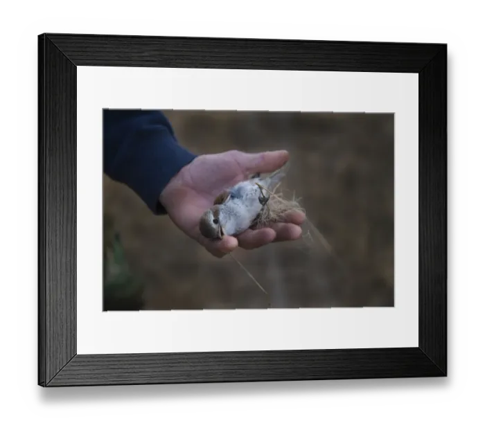 Framed Print : Red-backed Shrike Lanius collurio cut out from a trappers illegal mist net Cyprus autumn Framed Print : Red-backed Shrike Lanius collurio cut out from a trappers illegal mist net Cyprus autumn