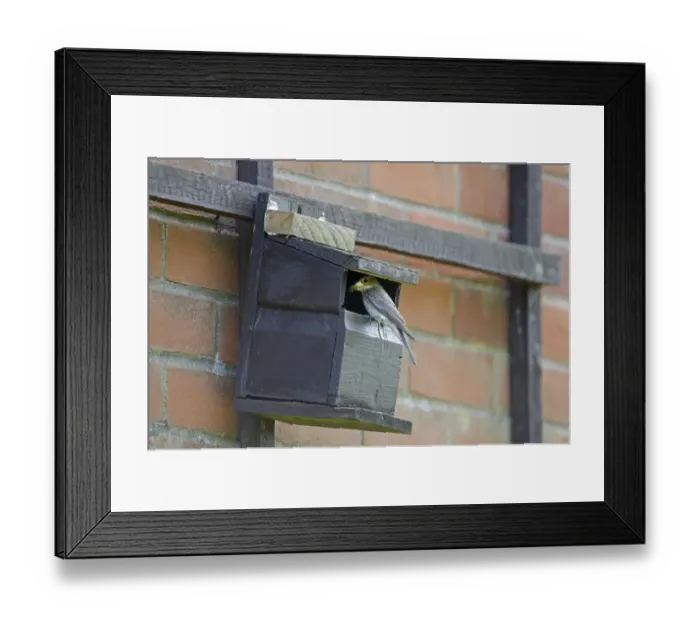 Framed Print : Spotted Flycatcher Muscicapa striata at nest box on side of house Norfolk Framed Print : Spotted Flycatcher Muscicapa striata at nest box on side of house Norfolk