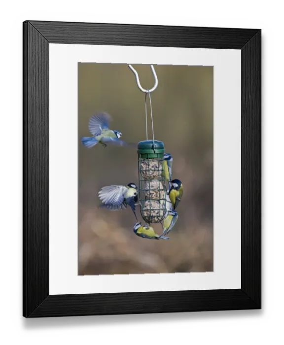 Framed Print : Blue and Great Tits on fat ball feeder in garden Norfolk winter Framed Print : Blue and Great Tits on fat ball feeder in garden Norfolk winter