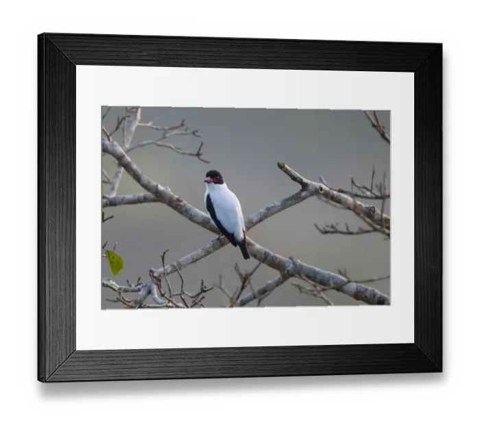 Framed Print : Black-tailed Tityra Tityra cayana; peru; south america Framed Print : Black-tailed Tityra Tityra cayana; peru; south america