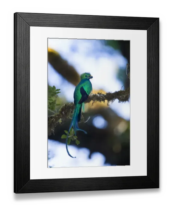 Framed Print : Resplendent Quetzal Pharomachrus mocinno with wild avocado Central Highlands Costa Rica Framed Print : Resplendent Quetzal Pharomachrus mocinno with wild avocado Central Highlands Costa Rica