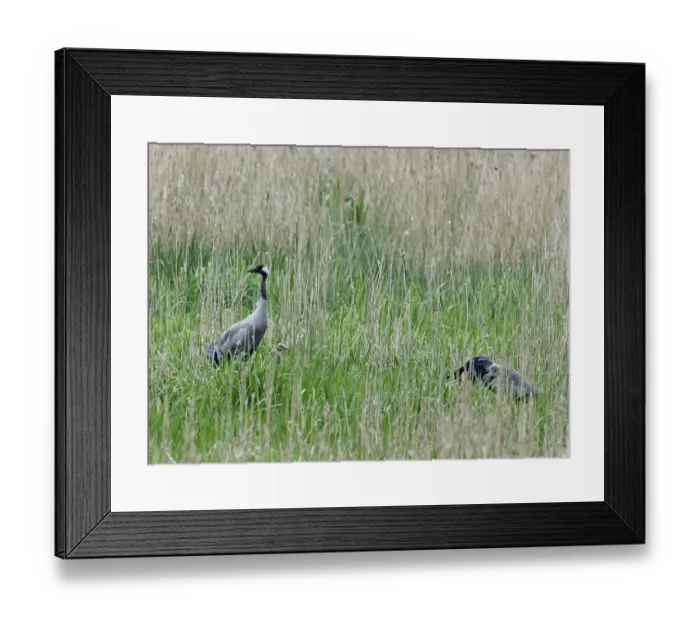 Framed Print : Common Crane Grus grus pair with chick at Lakenheath RSPB Reserve Suffolk May Framed Print : Common Crane Grus grus pair with chick at Lakenheath RSPB Reserve Suffolk May