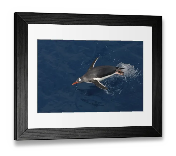 Framed Print : Gentoo Penguin Pygoscelis papua porpoising off South Georgia Framed Print : Gentoo Penguin Pygoscelis papua porpoising off South Georgia