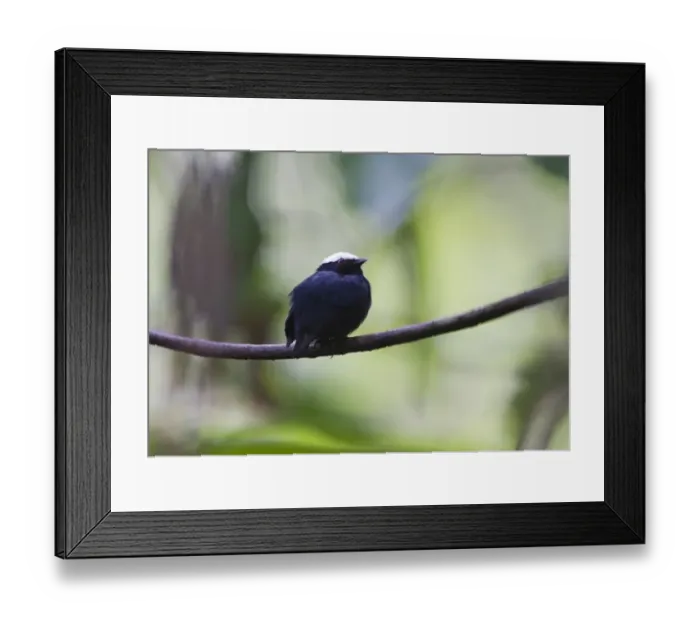 Framed Print : White-crowned Manakin Dixiphia pipra Amazon Peru Framed Print : White-crowned Manakin Dixiphia pipra Amazon Peru