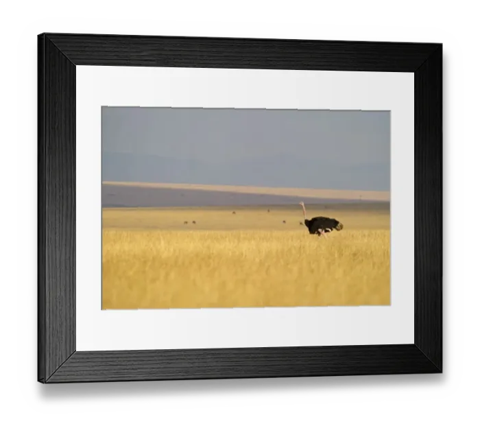 Framed Print : Common Ostrich Struthio camelus male Masai Mara Kenya Framed Print : Common Ostrich Struthio camelus male Masai Mara Kenya
