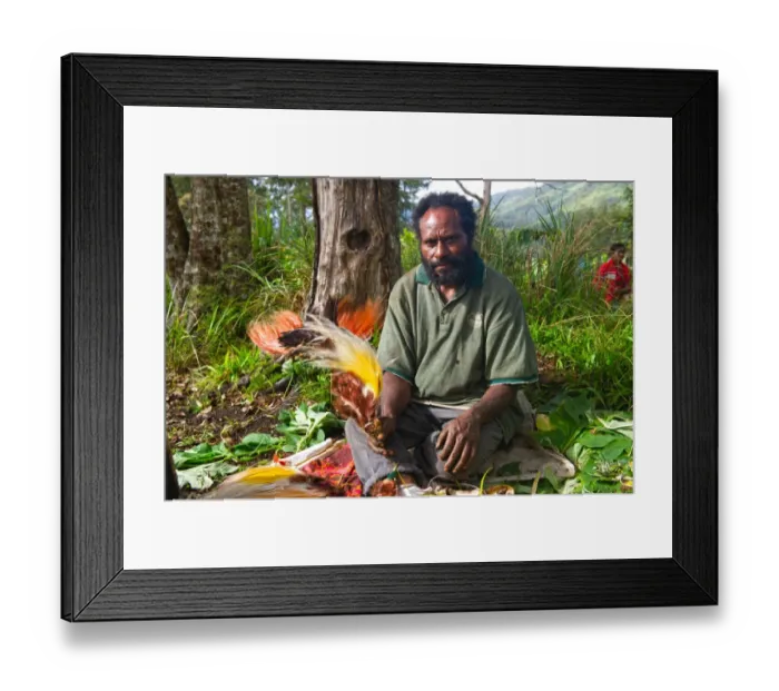 Framed Print : Man unpacking bird of paradise plumes including Lesser, Greater and Raggiana Birds Framed Print : Man unpacking bird of paradise plumes including Lesser, Greater and Raggiana Birds