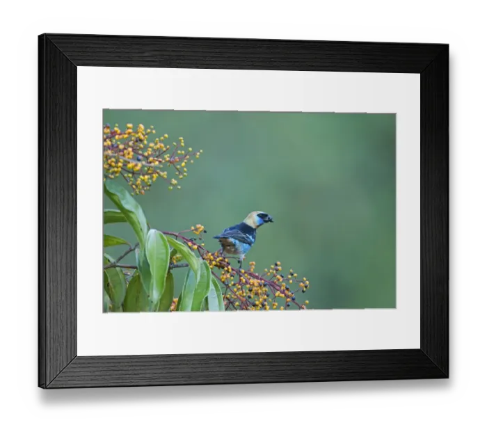 Framed Print : Golden-hooded Tanager Tangara larvata male La Selva Costa Rica Framed Print : Golden-hooded Tanager Tangara larvata male La Selva Costa Rica