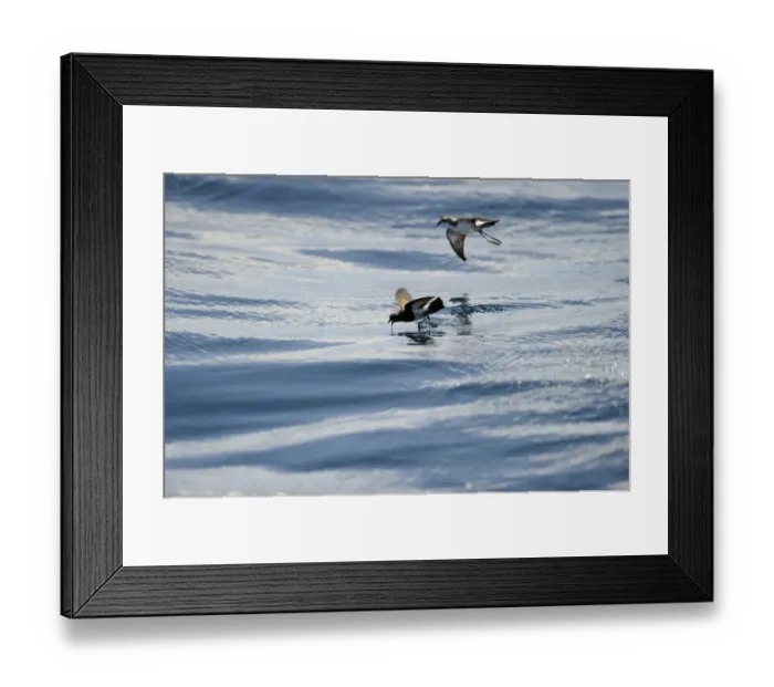 Framed Print : New Zealand Storm Petrel Oceanites maorianus Hauraki Gulf off North Island New Zealand Framed Print : New Zealand Storm Petrel Oceanites maorianus Hauraki Gulf off North Island New Zealand
