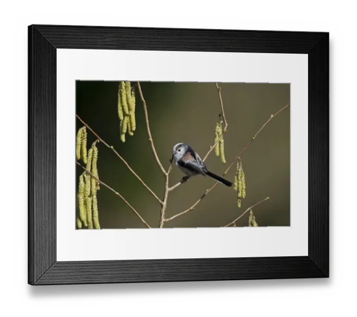 Framed Print : Long-tailed Tit Aegithalos caudatus Norfolk spring Framed Print : Long-tailed Tit Aegithalos caudatus Norfolk spring