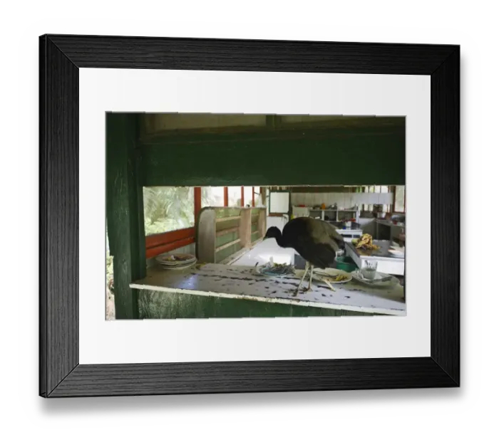 Framed Print : Grey-winged Trumpeter Psophia crepitans looking for scraps around cafeteira at Amazonas Framed Print : Grey-winged Trumpeter Psophia crepitans looking for scraps around cafeteira at Amazonas