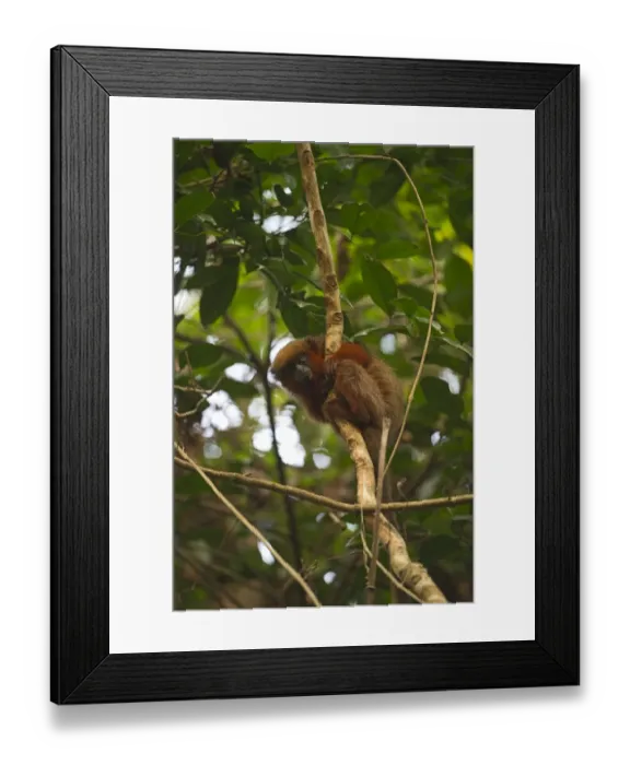 Framed Print : Dusky Titi Monkey Peruvian Amazon nr Tambopata Peru Framed Print : Dusky Titi Monkey Peruvian Amazon nr Tambopata Peru