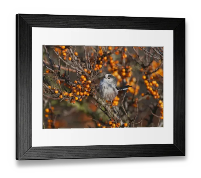 Framed Print : Long-tailed Tit Aegithelios caudatus in sea buckthorn Norfolk autumn Framed Print : Long-tailed Tit Aegithelios caudatus in sea buckthorn Norfolk autumn