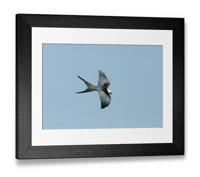 Framed Print : Swallow-tailed Kite Elanoides forficatus Florida Everglades USA Framed Print : Swallow-tailed Kite Elanoides forficatus Florida Everglades USA