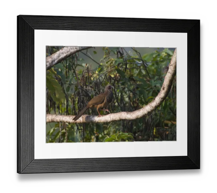 Framed Print : Speckled Chachalaca Ortalis guttata Tambopata Peru Framed Print : Speckled Chachalaca Ortalis guttata Tambopata Peru