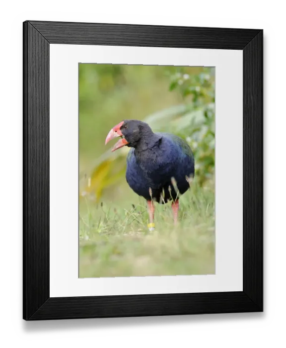 Framed Print : Takahe Porphyrio mantelli Tiri Matangi North Island New Zealand Framed Print : Takahe Porphyrio mantelli Tiri Matangi North Island New Zealand