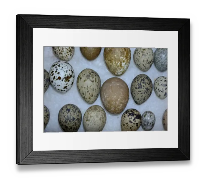 Framed Print : A selection of British Birds eggs from Victorian collection Framed Print : A selection of British Birds eggs from Victorian collection