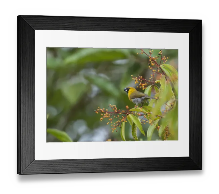 Framed Print : Black-faced Grosbeak Caryothraustes palogaster La Selva Costa Rica