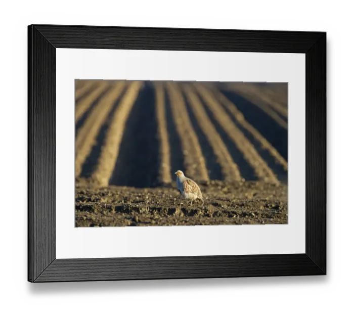 Framed Print : Grey Partridge Perdix perdix male on farmland Norfolk April Framed Print : Grey Partridge Perdix perdix male on farmland Norfolk April