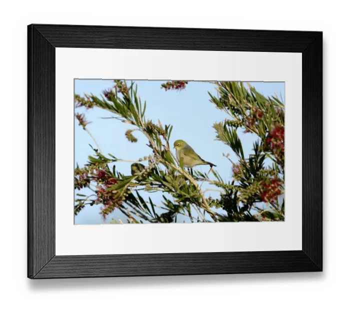 Framed Print : Sivereye Zosterops lateralis South Island New Zealand Framed Print : Sivereye Zosterops lateralis South Island New Zealand