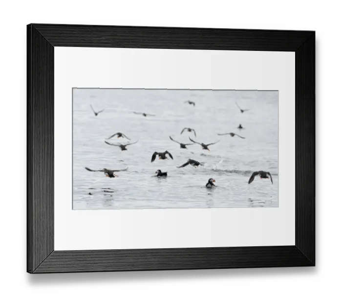 Framed Print : Puffins Fratercula arctica on sea off Farne Islands Northumberland summer Framed Print : Puffins Fratercula arctica on sea off Farne Islands Northumberland summer