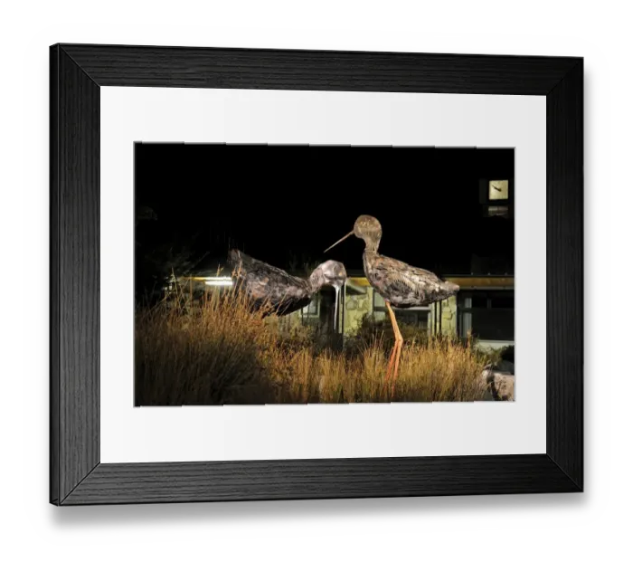 Framed Print : Metal sculptures of the Black Stilt (Kaki) in the market place Twizel made by local Framed Print : Metal sculptures of the Black Stilt (Kaki) in the market place Twizel made by local