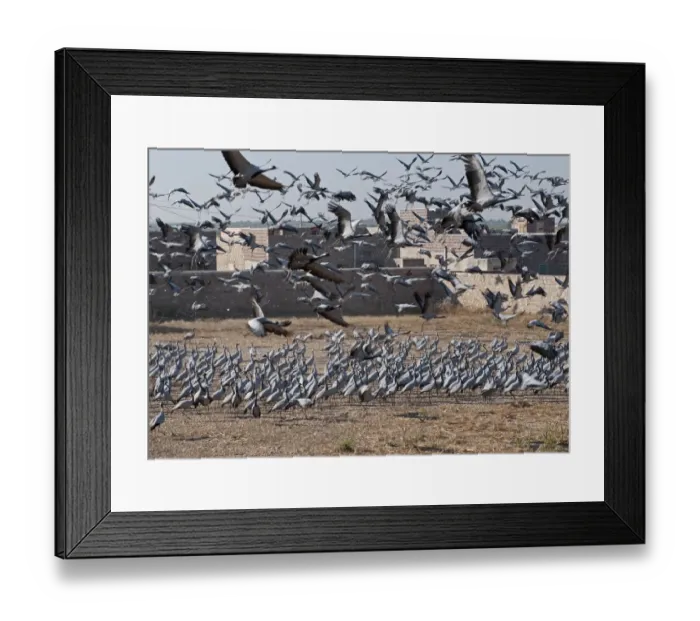 Framed Print : Demoiselle Cranes Anthropoides virgo at Kichan in Thar Desert Rajasthan India November