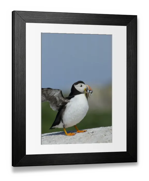 Framed Print : Puffin Fratercula arctica with beak full of sand eels Inner Farne Farne Islands Northumberland Framed Print : Puffin Fratercula arctica with beak full of sand eels Inner Farne Farne Islands Northumberland