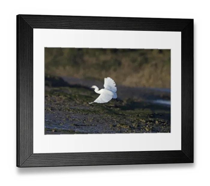 Framed Print : Little Egret Egretta garzetta in coastal creek Norfolk winter Framed Print : Little Egret Egretta garzetta in coastal creek Norfolk winter