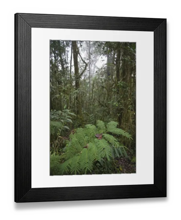 Framed Print : Bensons Trail in rain forest at 7ooo feet at Tari in Southern Highlands Papua New Guinea Framed Print : Bensons Trail in rain forest at 7ooo feet at Tari in Southern Highlands Papua New Guinea