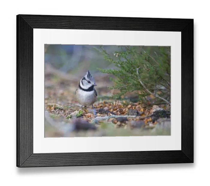 Framed Print : Crested Tit Lophophanus cristatus Abernethy RSPB Reserve Speyside Highlands Scotland Framed Print : Crested Tit Lophophanus cristatus Abernethy RSPB Reserve Speyside Highlands Scotland