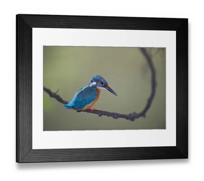 Framed Print : Kingfisher Alcedo atthis Norfolk UK Framed Print : Kingfisher Alcedo atthis Norfolk UK