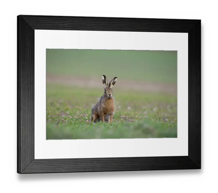 Framed Print : Brown Hare Lepus europaeus Norfolk spring Framed Print : Brown Hare Lepus europaeus Norfolk spring