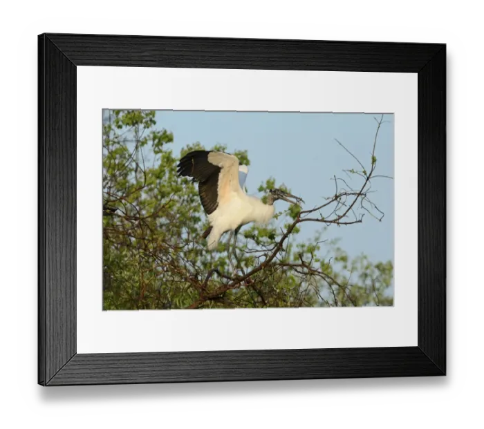 Framed Print : Wood Stork Mycteria americana Florida USA spring Framed Print : Wood Stork Mycteria americana Florida USA spring