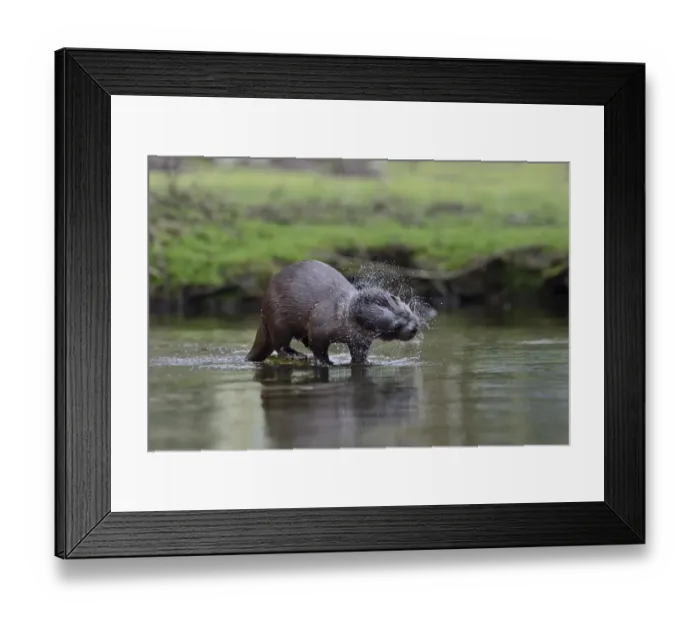 Framed Print : European Otter (Eurasian River Otter) Lutra lutra on River Thet, Thetford, Norfolk Framed Print : European Otter (Eurasian River Otter) Lutra lutra on River Thet, Thetford, Norfolk