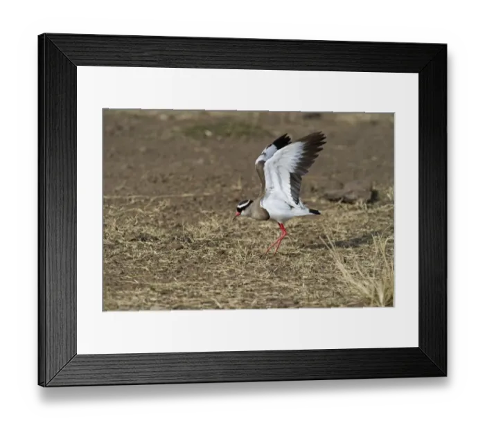 Framed Print : Crowned Lapwing (Plover) Vanellus coronatus; kenya Framed Print : Crowned Lapwing (Plover) Vanellus coronatus; kenya