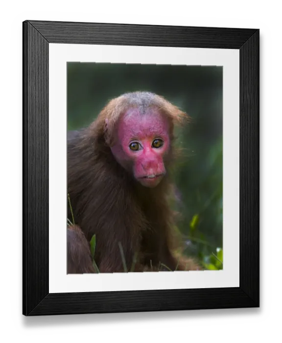 Framed Print : Bald Uakari (Red Uakari) Cavajeo calvus ucayalii Iquitos region Amazon Basin Peru Framed Print : Bald Uakari (Red Uakari) Cavajeo calvus ucayalii Iquitos region Amazon Basin Peru