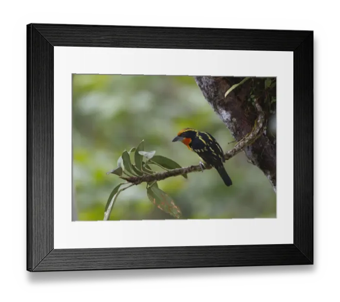 Framed Print : Gilded Barbet Capito auratus male Amazon Peru