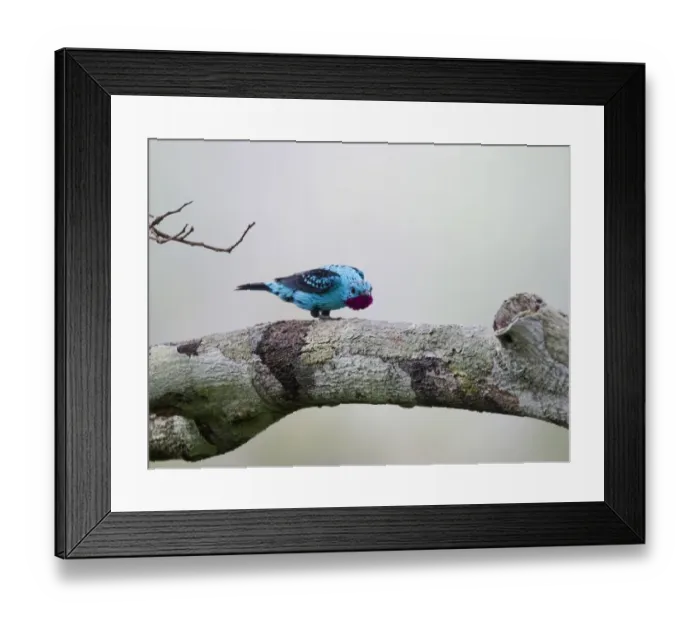 Framed Print : Plum-throated Cotinga Cotinga maynana Norther Amazon River Basin Peru Framed Print : Plum-throated Cotinga Cotinga maynana Norther Amazon River Basin Peru