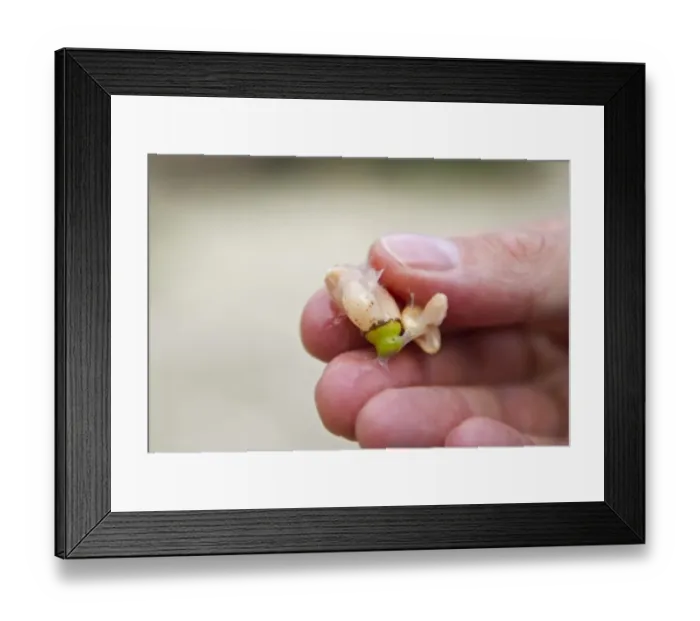 Framed Print : Syrian Plum used for making limesticks to catch migratory birds for ambelopoulia Cyprus