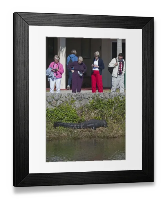 Framed Print : American Alligator Alligator mississippensis Anhinga Trail Florida Everglades Framed Print : American Alligator Alligator mississippensis Anhinga Trail Florida Everglades