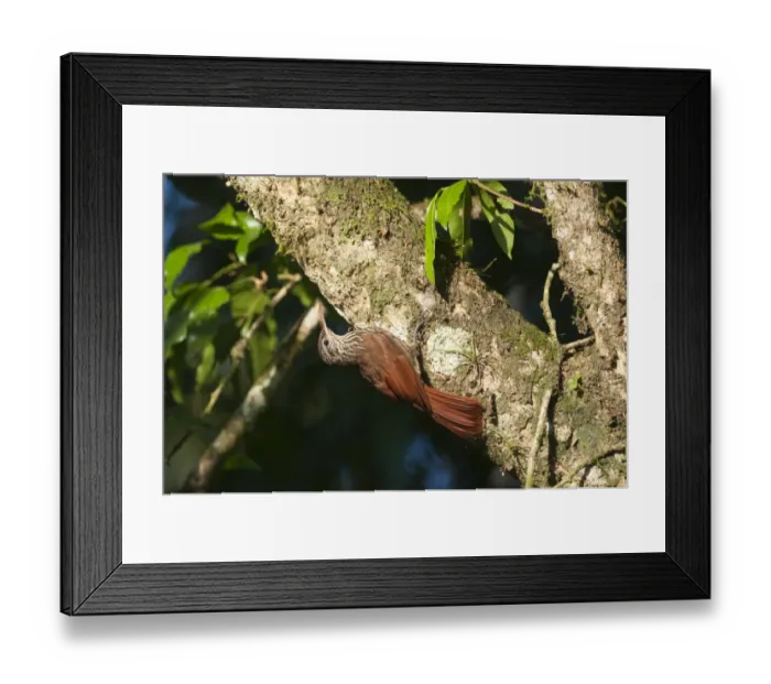 Framed Print : Streaked-headed Woodcreeper Lepidopcolates souleyetti La Selva Costa Rica